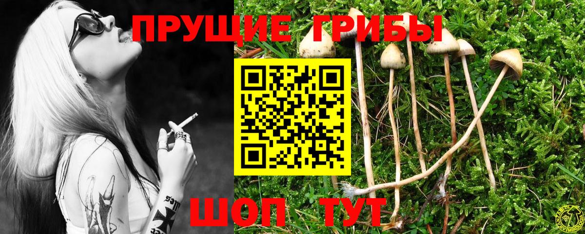 Псилоцибиновые грибы Psilocybe  Вход с VPN  Белгород  Галлюциногенные грибы Psilocybe 
