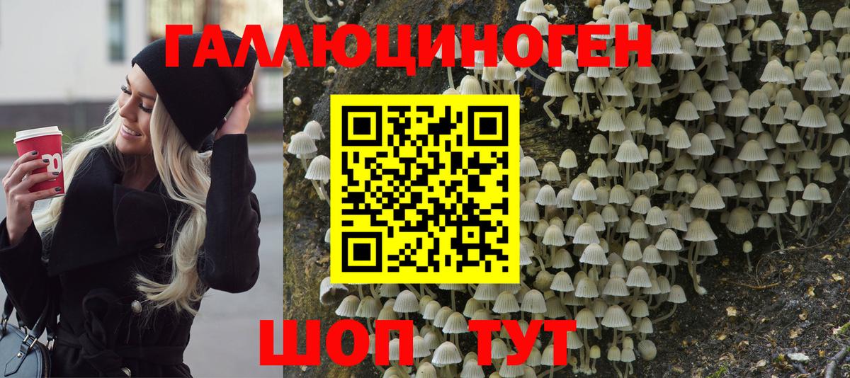 Псилоцибиновые грибы Psilocybine cubensis Белгород